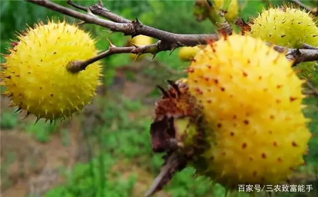 种植黑花生走上致富路_种植黑花生走上致富路_种植黑花生走上致富路