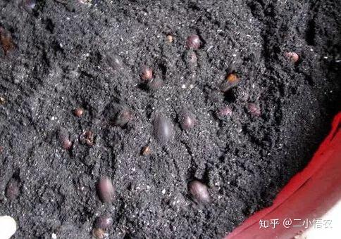 临沂土元养殖技术_土元养殖技术以及利润_养殖土元效益如何