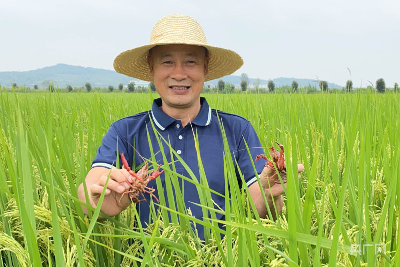 致富经稻田养殖小龙虾视频_小龙虾养殖视频稻田_致富经稻田养龙虾视频