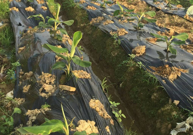 香蕉种植栽培技术视频_香蕉种植栽培技术视频_香蕉种植栽培技术视频