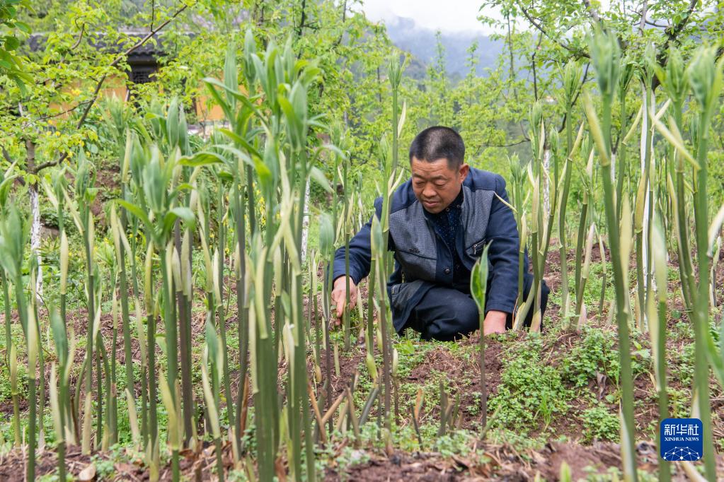 种植黑花生走上致富路_种植黑花生走上致富路_种植黑花生走上致富路