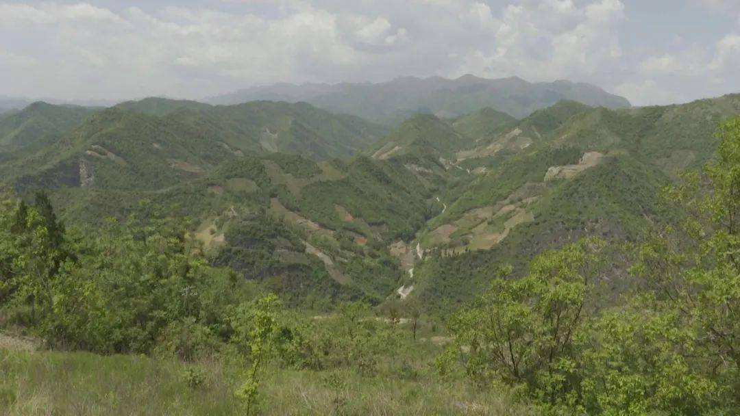 大山养殖黄牛致富_致富大山养殖黄牛视频_农村高山养黄牛