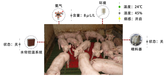 视频养殖母猪技术大全_母猪养殖技术视频视频_母猪养殖技术视频