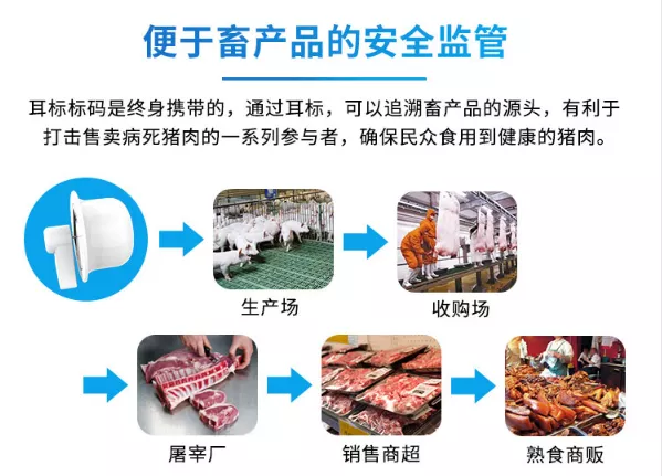 母猪养殖技术视频视频_母猪养殖技术视频_视频养殖母猪技术大全