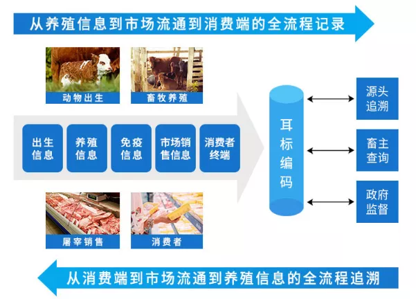 视频养殖母猪技术大全_母猪养殖技术视频_母猪养殖技术视频视频