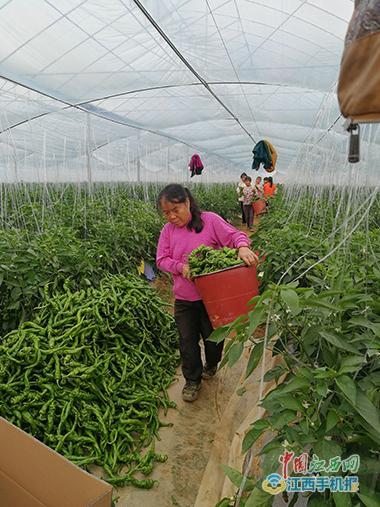 信丰种植蔬菜致富_信丰蔬菜基地_信丰大棚蔬菜种植