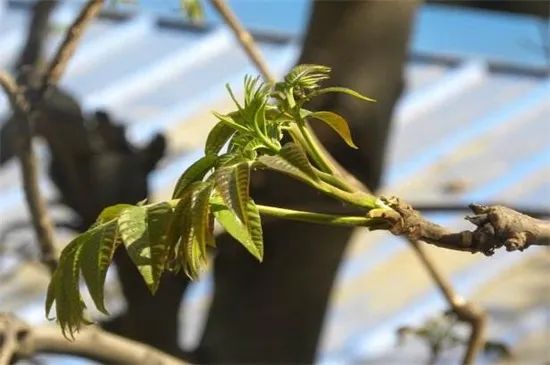 香春如何种植_香春怎么种植技术_种植香春苗的视频