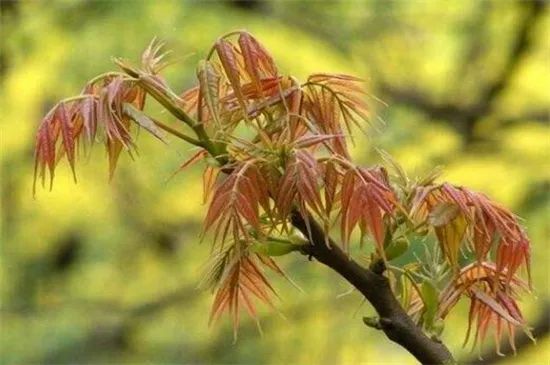 香春怎么种植技术_香春如何种植_种植香春苗的视频