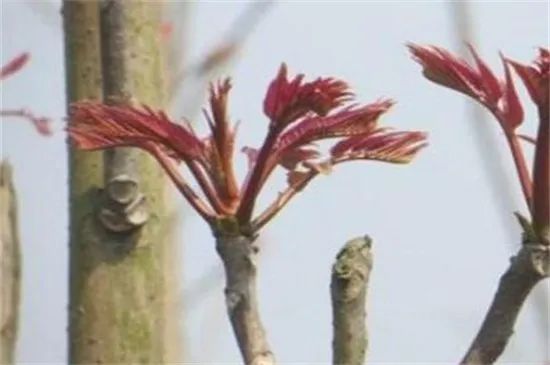 种植香春苗的视频_香春如何种植_香春怎么种植技术