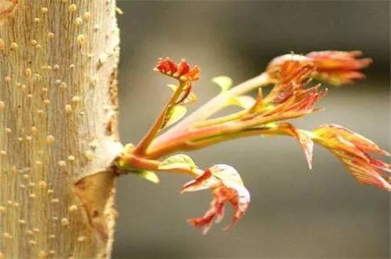 香春如何种植_香春怎么种植技术_种植香春苗的视频