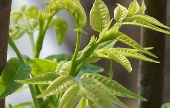 种植香春苗的视频_香春怎么种植技术_香春如何种植