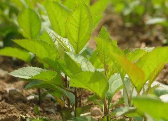 香春如何种植_香春怎么种植技术_种植香春苗的视频