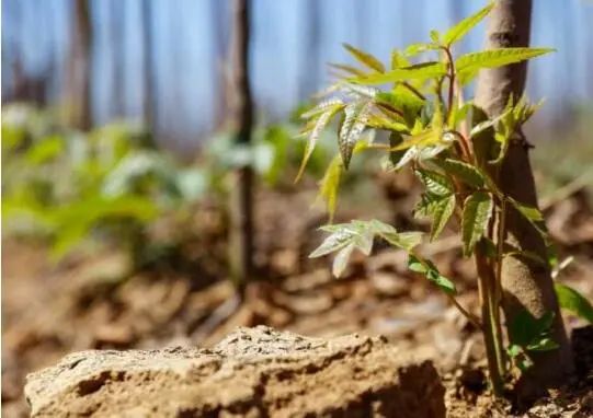 香春如何种植_香春怎么种植技术_种植香春苗的视频