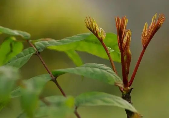 香春如何种植_种植香春苗的视频_香春怎么种植技术