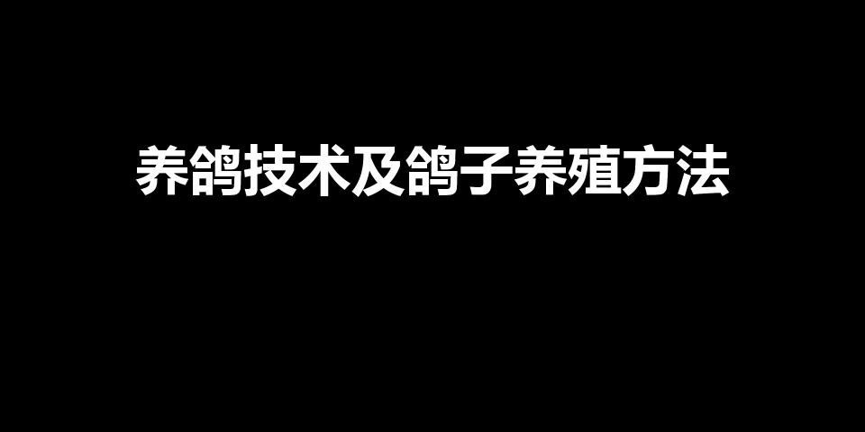 养鸽技术及鸽子养殖方法（鸽子怎么养殖方法鸽子如何养殖）