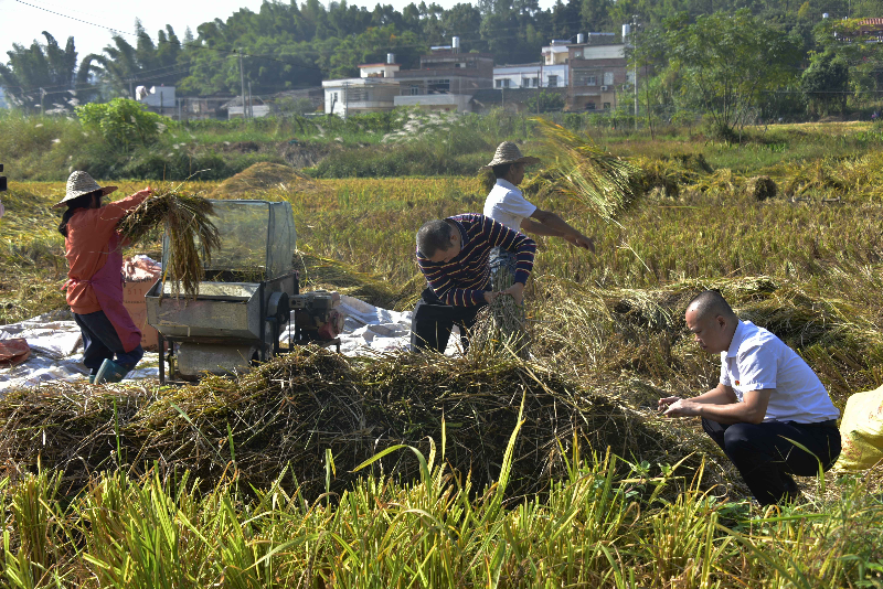 河源致富村_河源种植致富_广东河源种植什么好