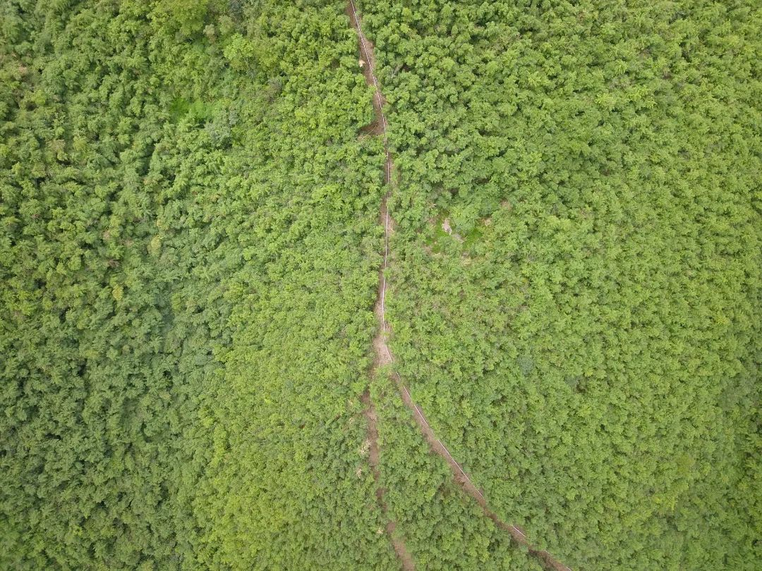 方竹林基地。