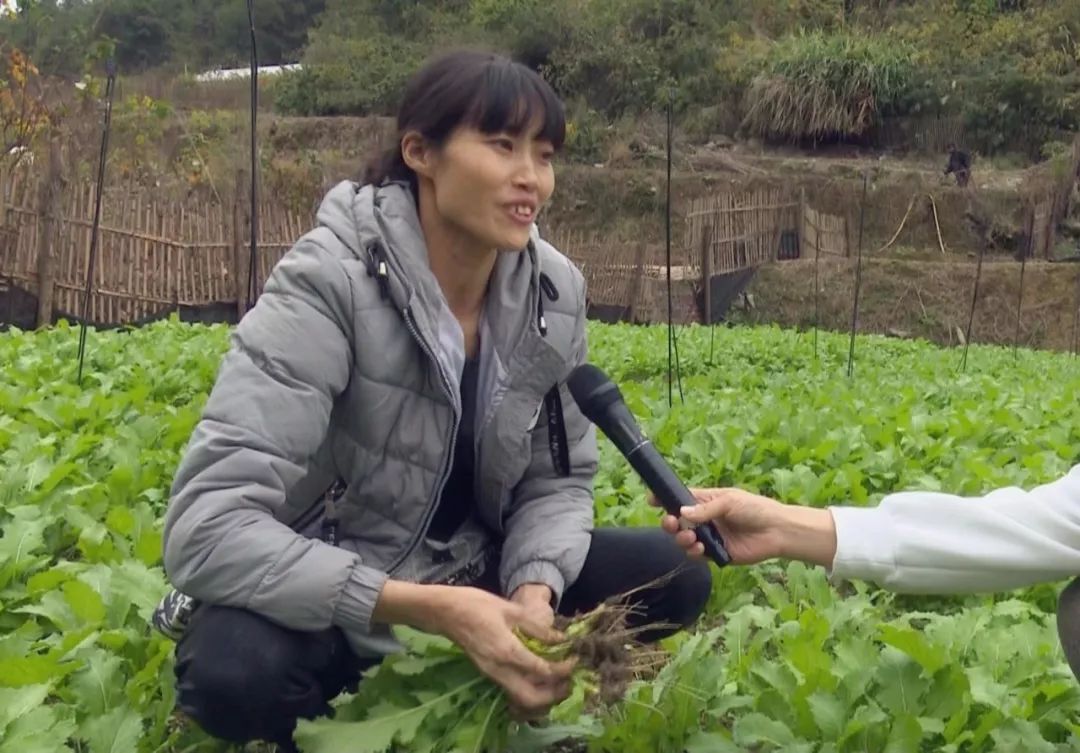 农村贫困户种植致富_贫困户种植脱贫_贫困户种地有哪些补贴