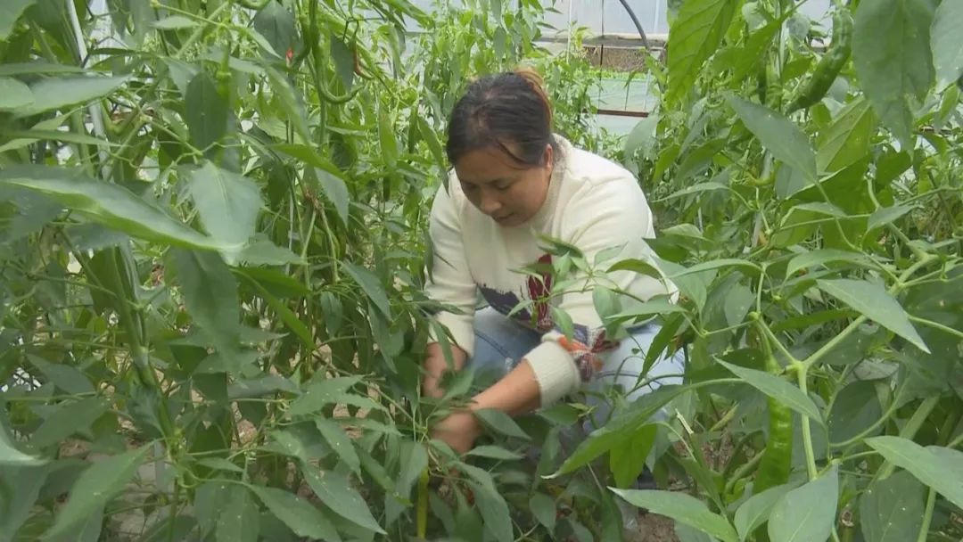 贫困户种地有哪些补贴_农村贫困户种植致富_贫困户种植脱贫