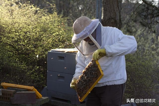 蜜蜂养殖技术全集_养蜜蜂的巢_蜜蜂养殖技术 旧巢脾