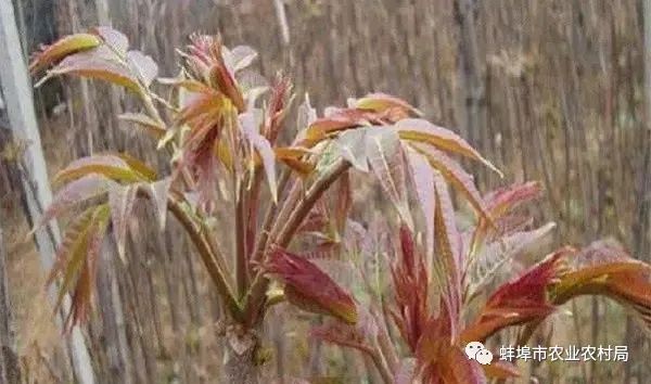 种植香春苗的视频_种植香春能赚钱吗_香春怎么种植技术