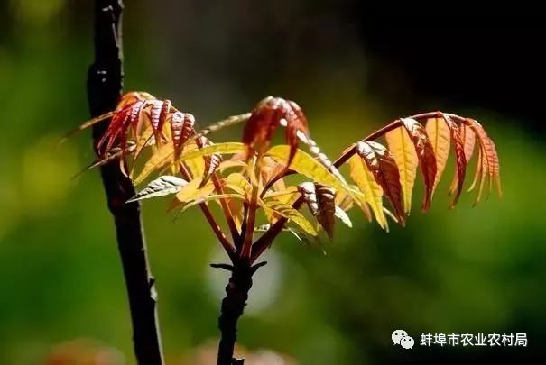 种植香春苗的视频_种植香春能赚钱吗_香春怎么种植技术