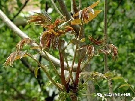 香春怎么种植技术_种植香春苗的视频_种植香春能赚钱吗