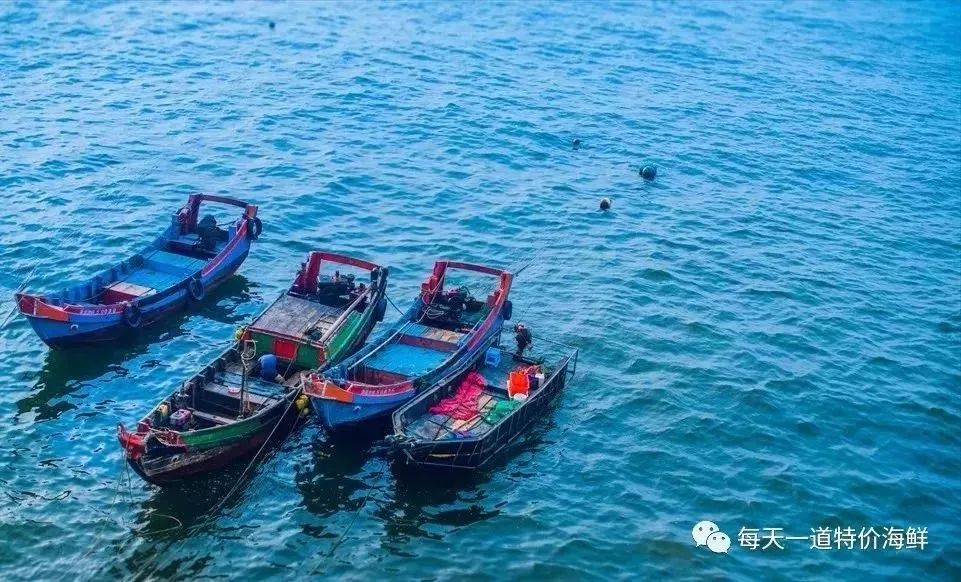 斑节虾海水养殖_斑节虾养殖视频_台湾斑节虾养殖技术