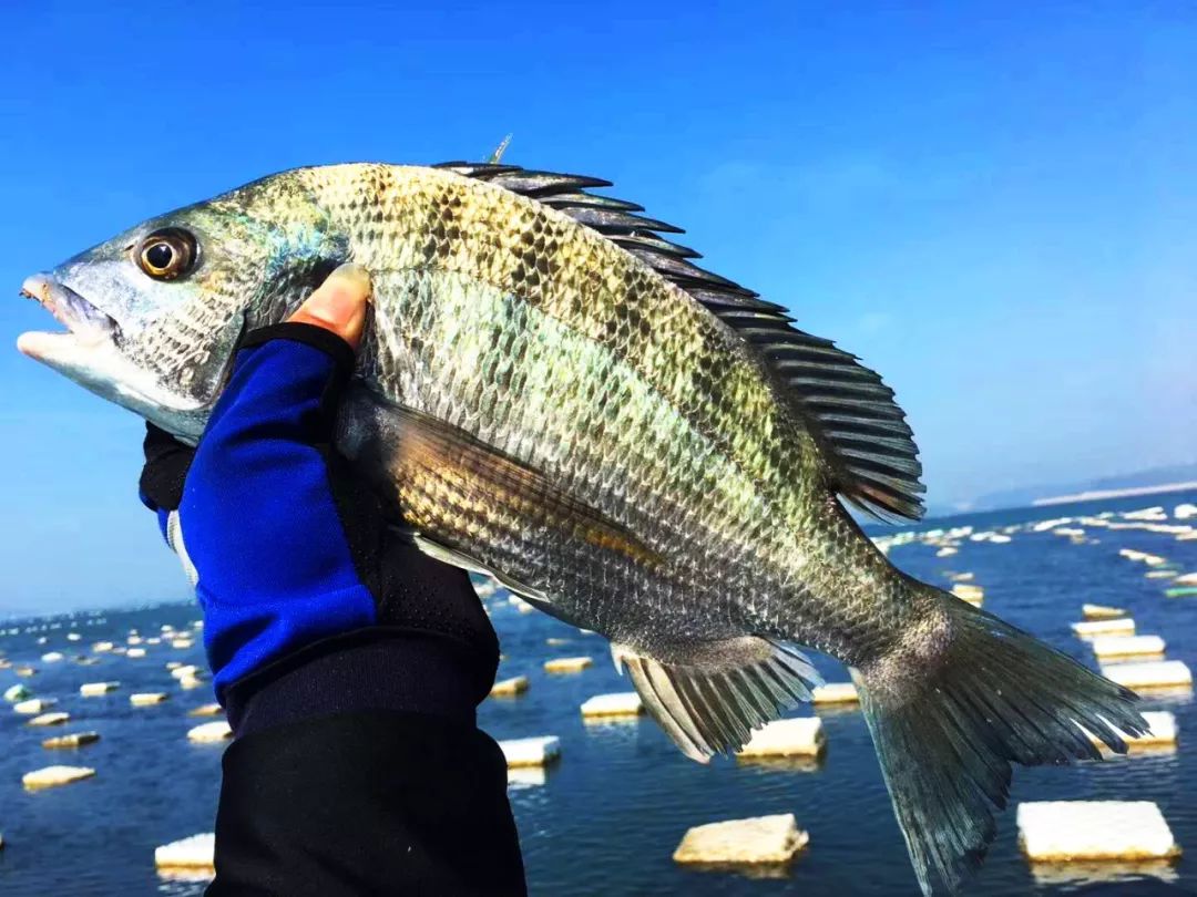 斑节虾养殖视频_台湾斑节虾养殖技术_斑节虾海水养殖