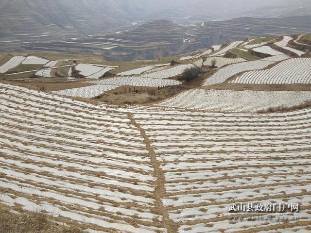 当归农民种植致富_种植当归的效益如何_当归种植的经济效益