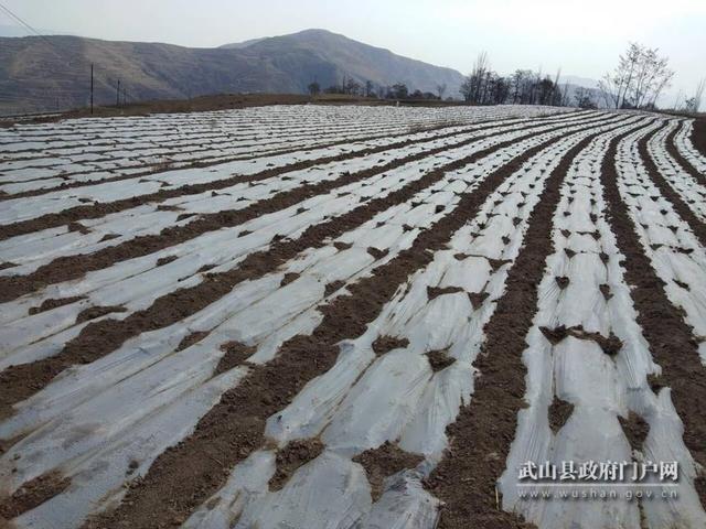 当归种植的经济效益_当归农民种植致富_种植当归的效益如何