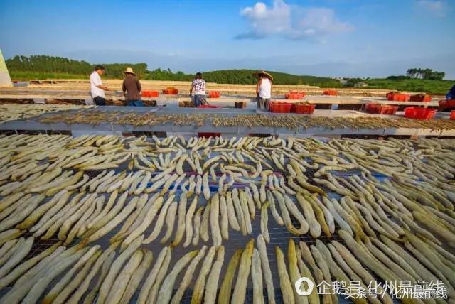 种黄瓜致富_种植黄瓜的利润_致富经黄瓜