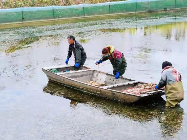 宿迁莲藕种植_宿迁莲藕食品厂_致富经宿迁莲藕