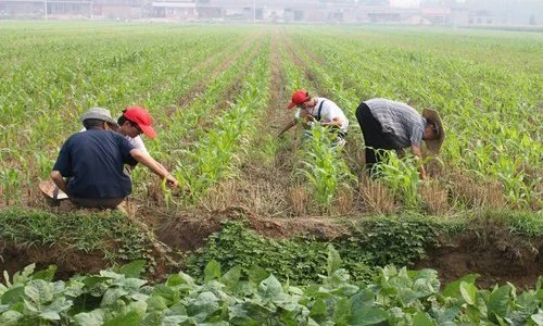 种植能致富么_致富种植创业项目_致富种植什么比较赚大钱