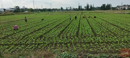 彭州市濛阳街道白土河村，村民正在补种莴笋