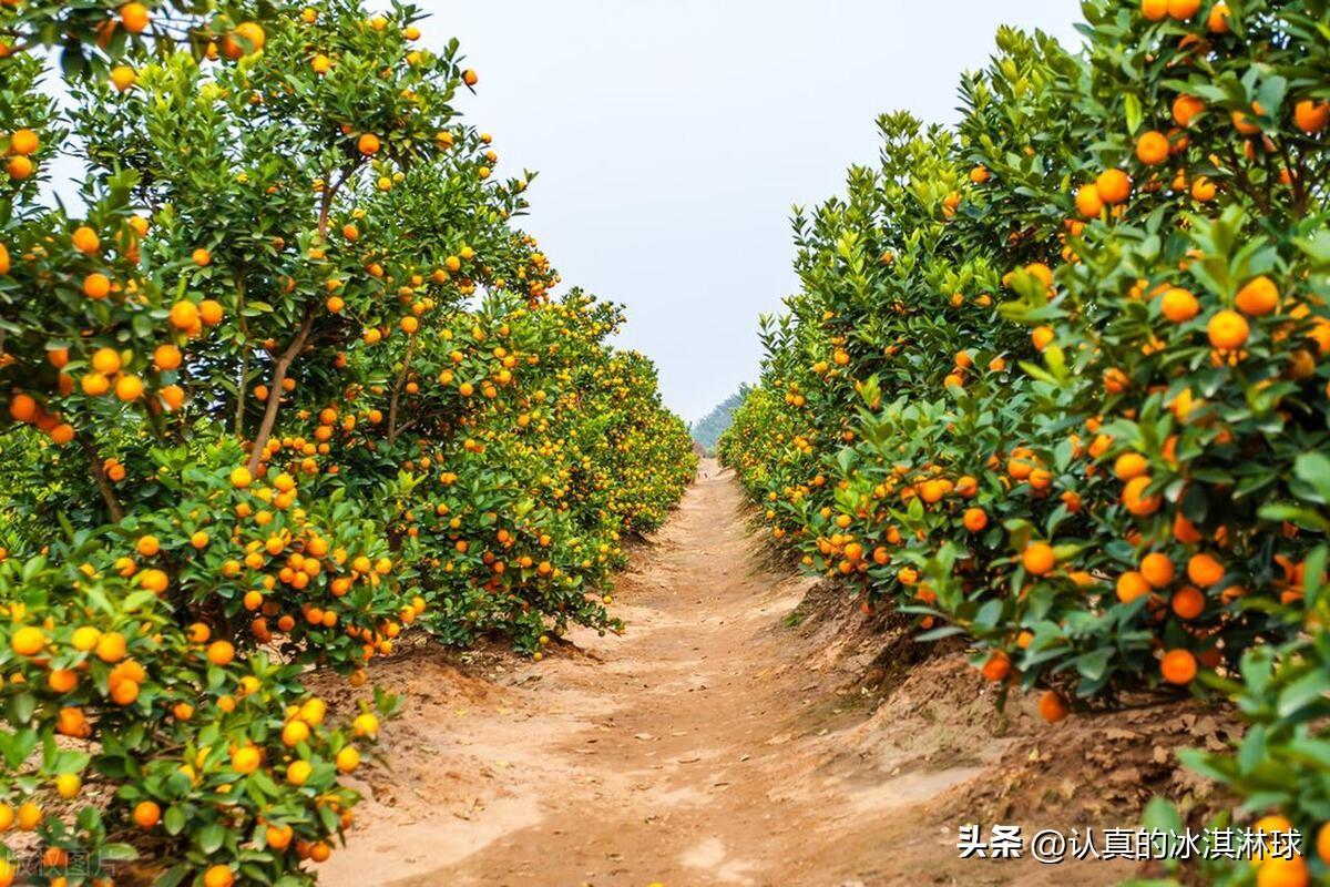 致富种植文字写出来用什么纸_种植致富经用文字写出来_鼓励种植致富的用词