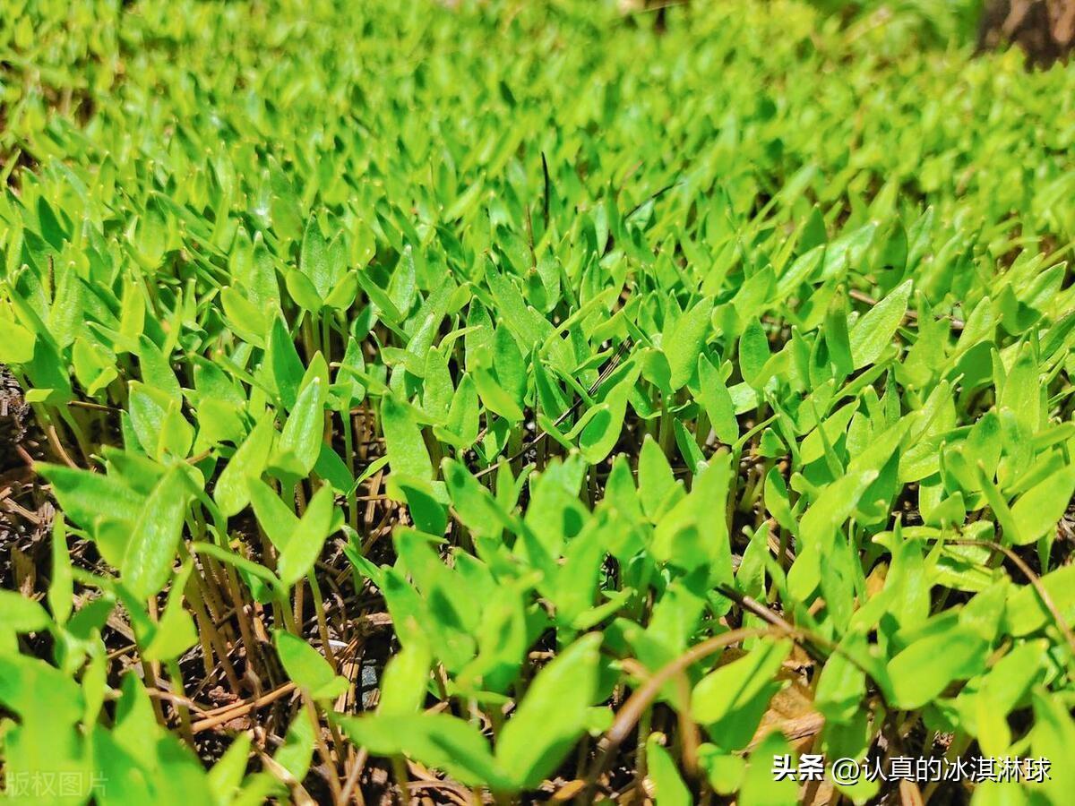 种植致富经用文字写出来_鼓励种植致富的用词_致富种植文字写出来用什么纸