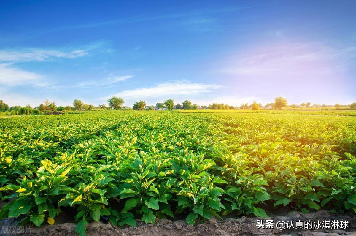 种植致富经用文字写出来_鼓励种植致富的用词_致富种植文字写出来用什么纸