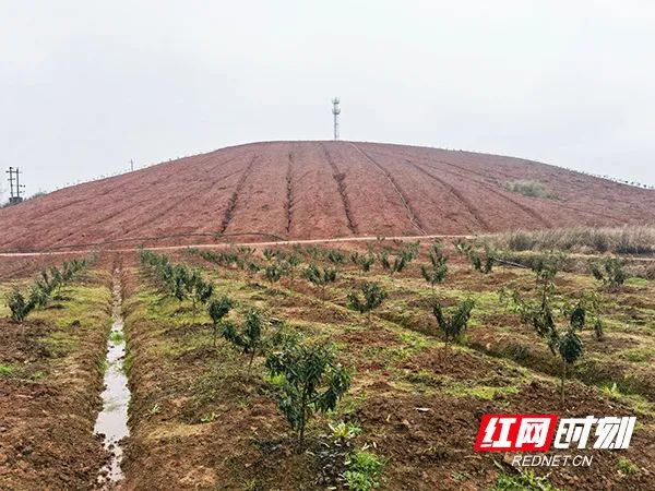 总投资约6亿！耒阳：种花椒共致富 5000亩荒山变金山