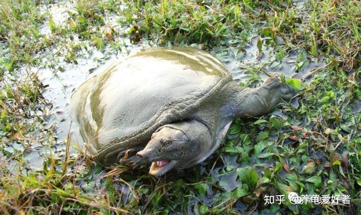 致富养殖养鱼甲鱼怎么样_致富养殖养鱼甲鱼图片_养鱼养殖甲鱼致富