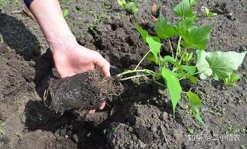 叶用红薯种植技术_种红薯叶的方法与技术_红薯叶种植