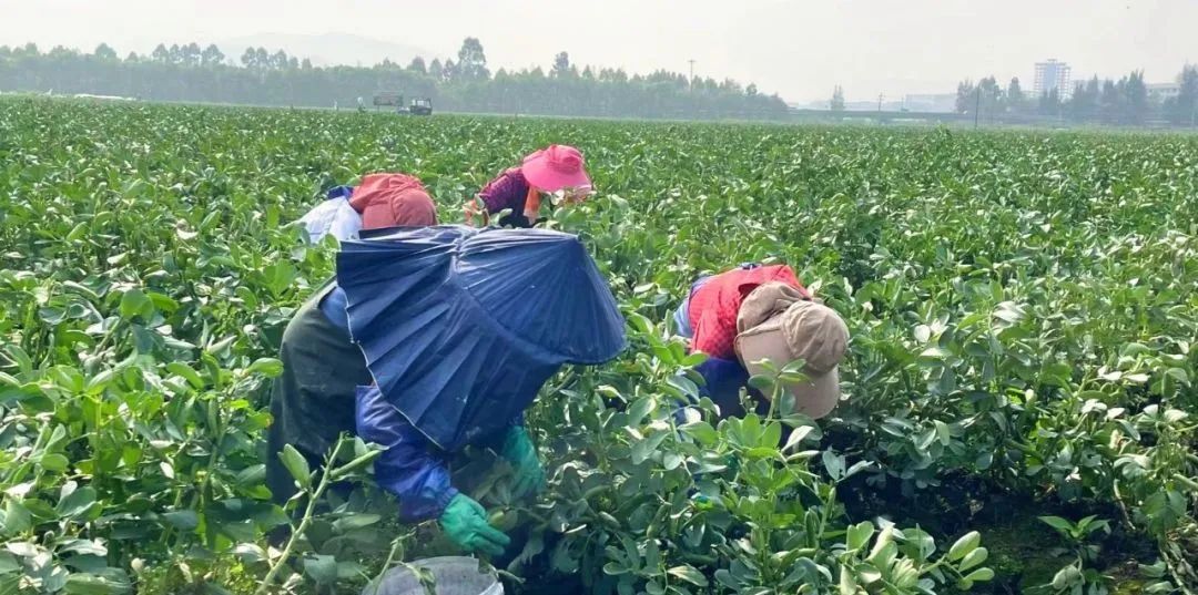 致富种植蚕豆怎么样_蚕豆种植致富经_致富种植蚕豆图片