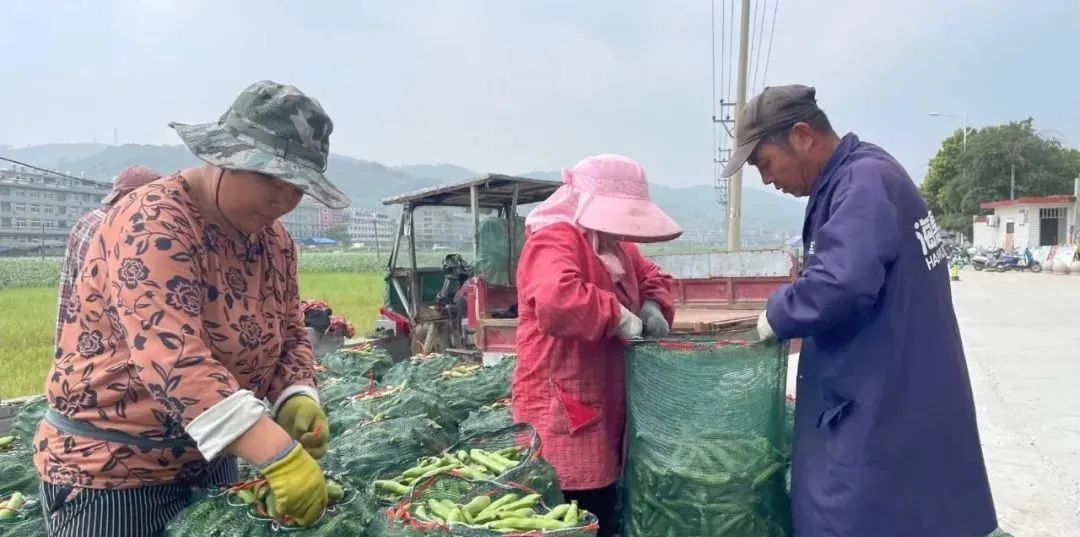 致富种植蚕豆图片_蚕豆种植致富经_致富种植蚕豆怎么样