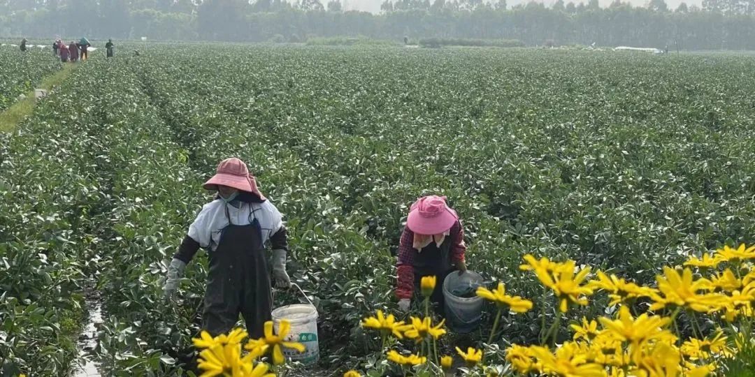 致富种植蚕豆图片_蚕豆种植致富经_致富种植蚕豆怎么样