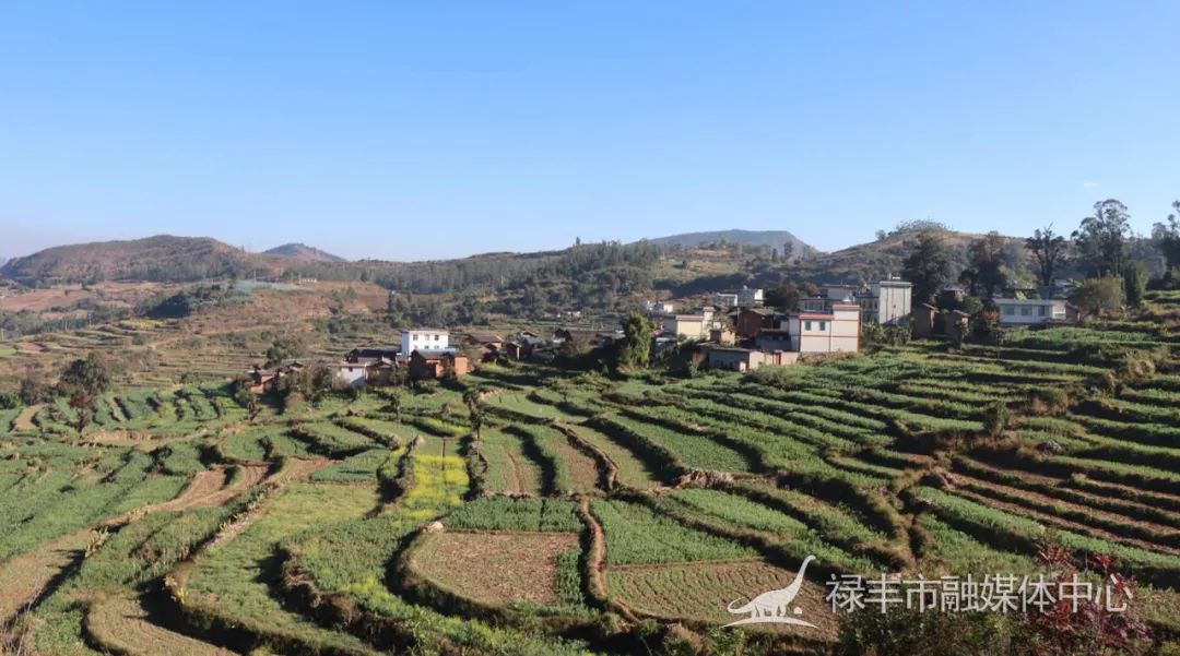 致富种植蚕豆视频_致富种植蚕豆图片_蚕豆种植致富经