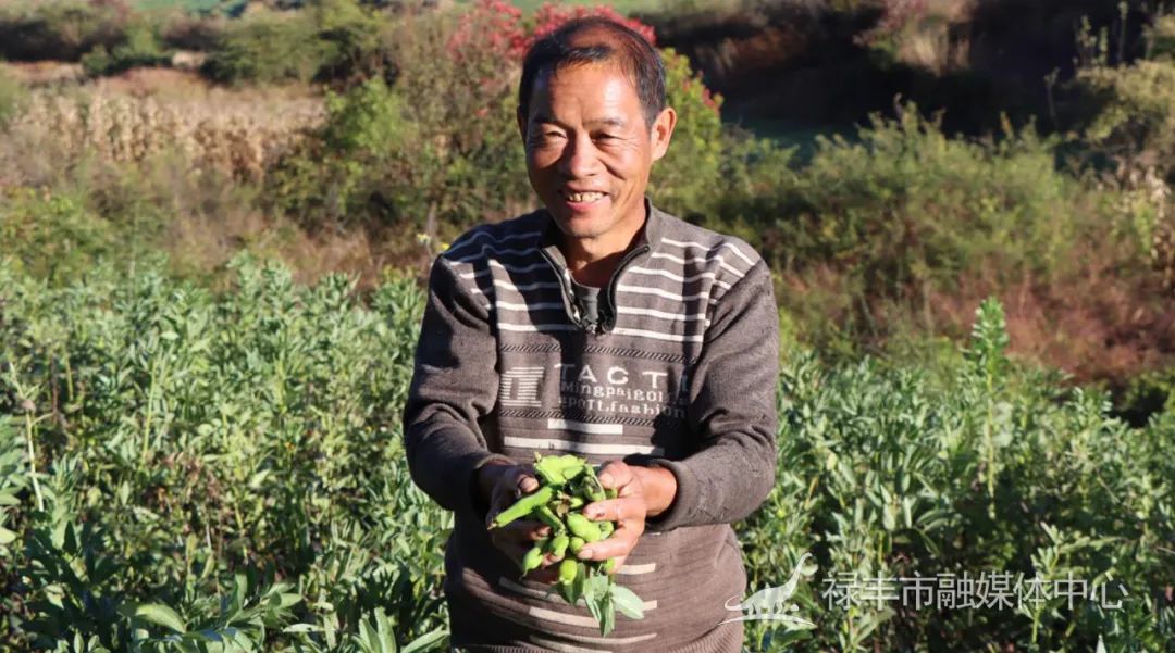 致富种植蚕豆图片_致富种植蚕豆视频_蚕豆种植致富经