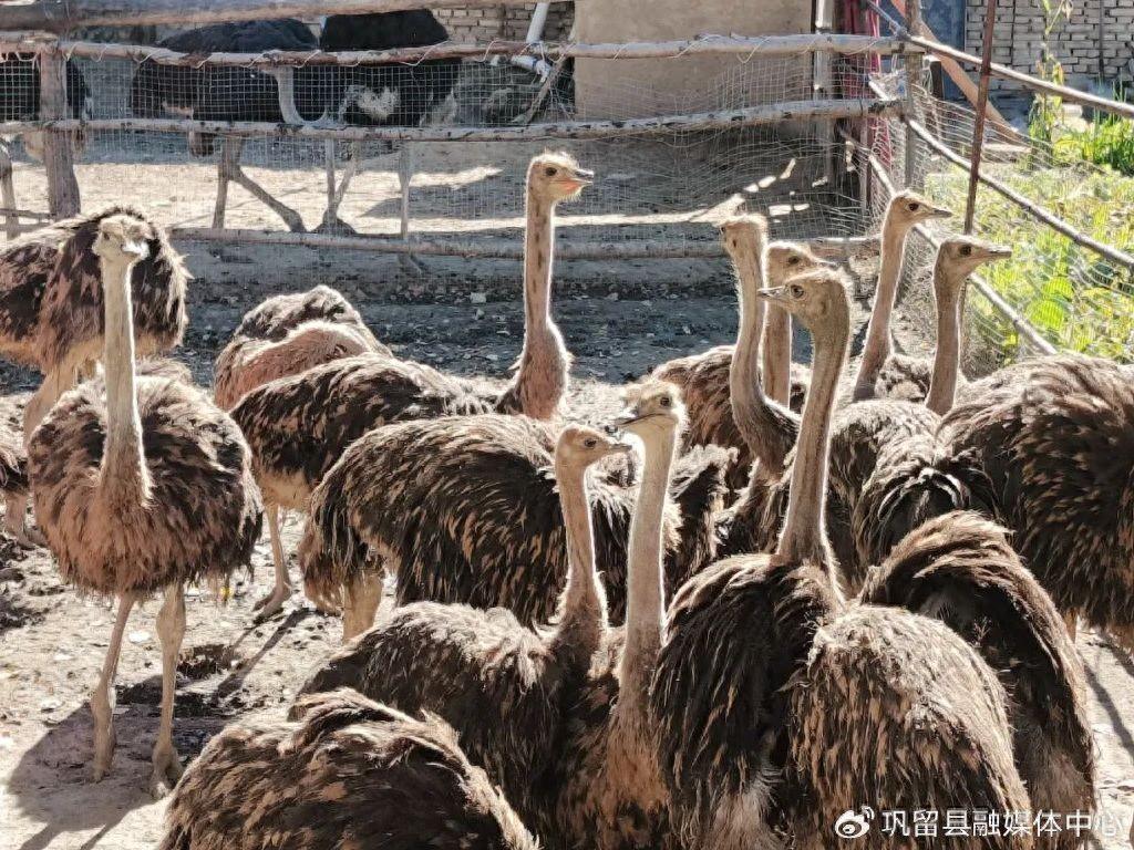 鸵鸟养殖拓宽致富门路