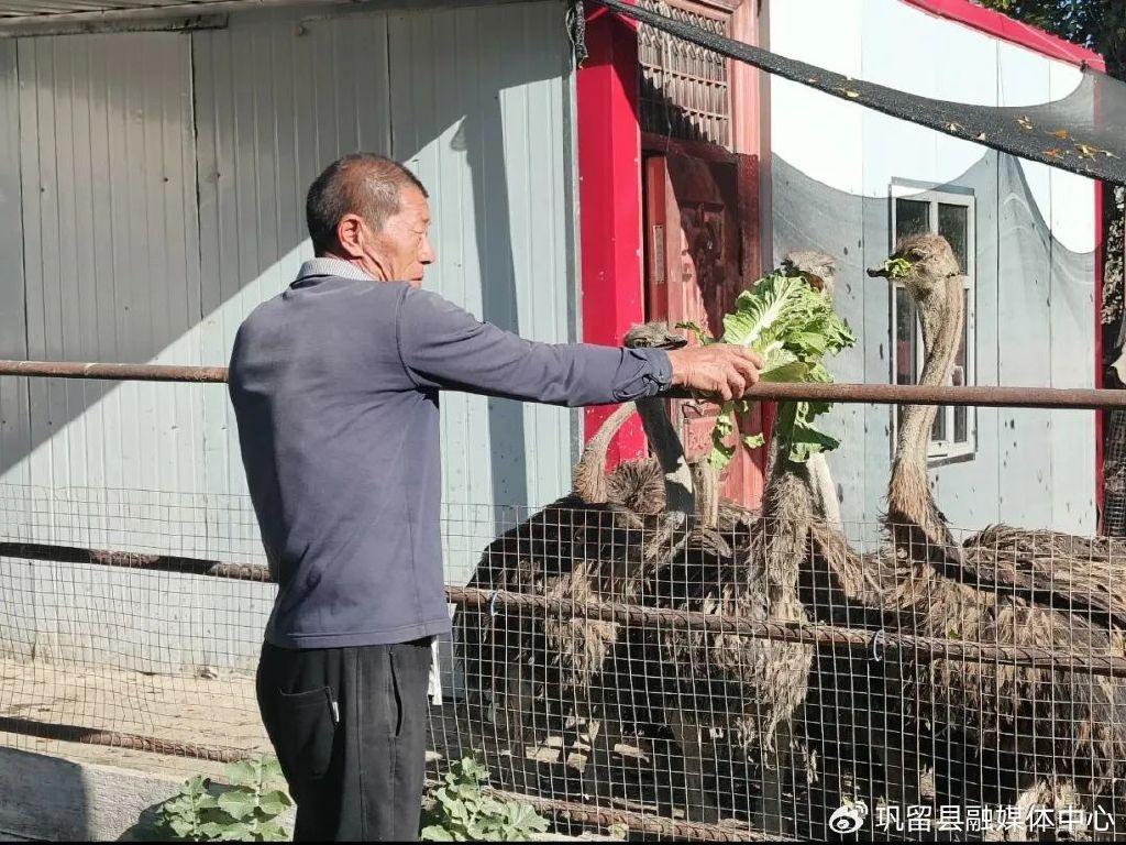 致富经鸵鸟_致富经鸵鸟养殖场的视频_致富经鸵鸟谷