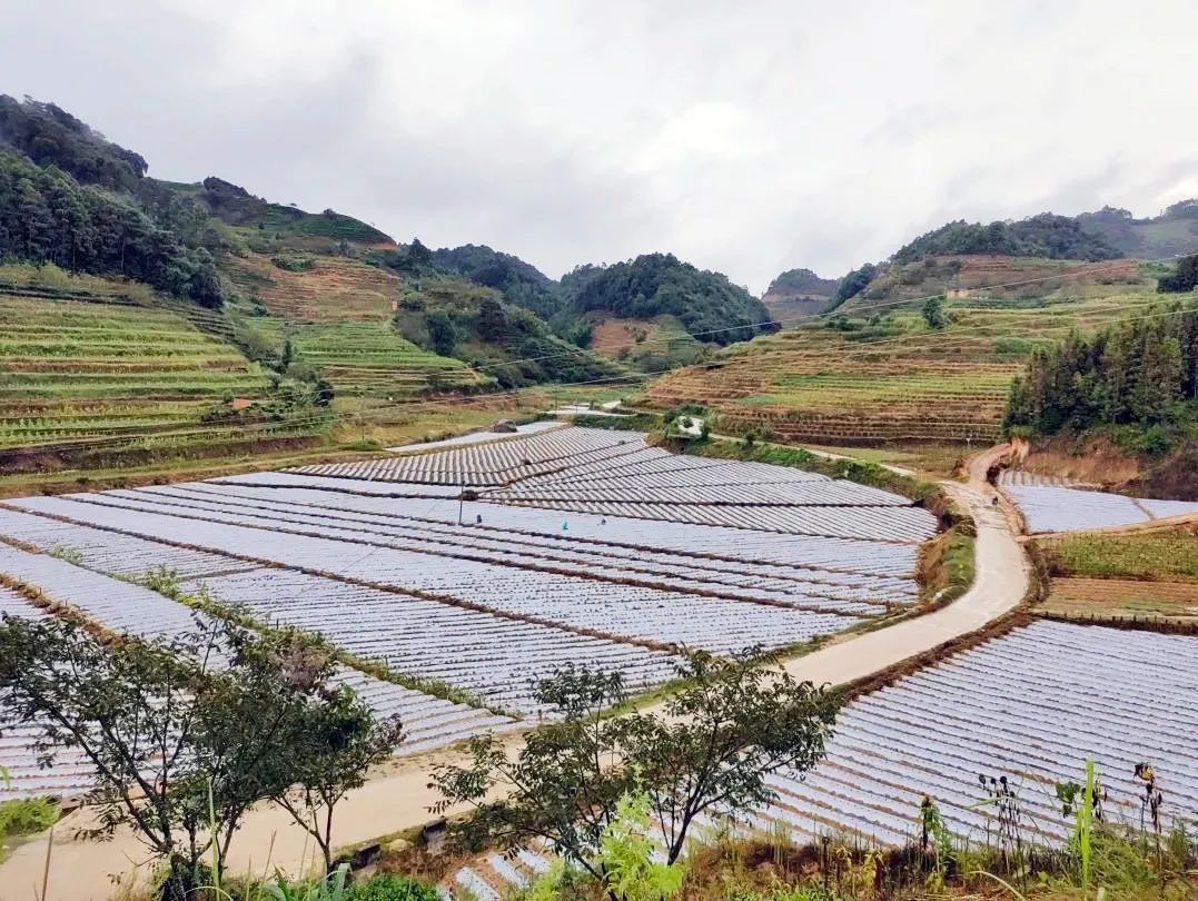 圈内乡：引进蚕豆产业 探索群众增收新渠道