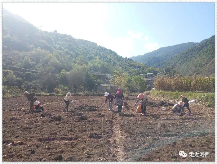 田间地头秋播忙 蚕豆大蒜种植正当时